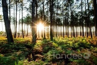 PRG_PHOT_48114